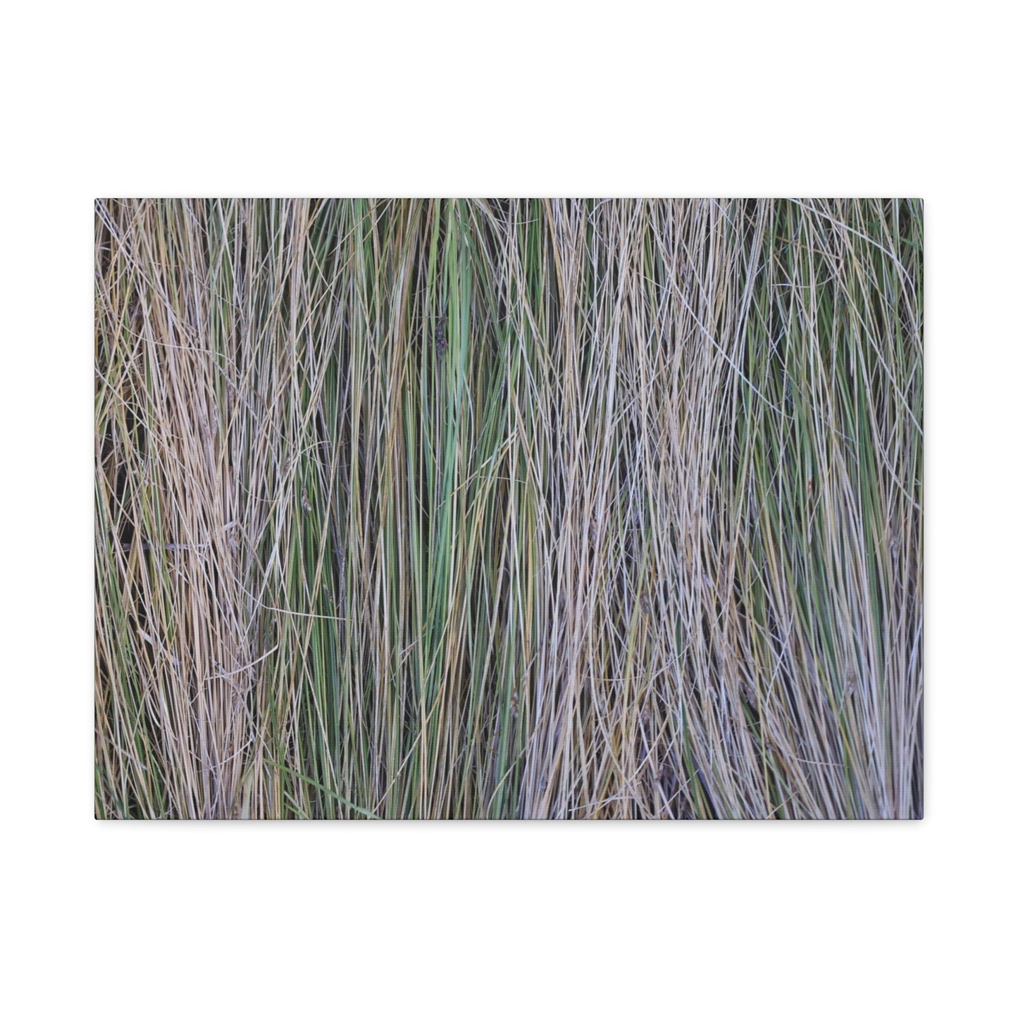 Whispers of Grass - Unique Frameless Canvas Wall Art - Art By Earth
