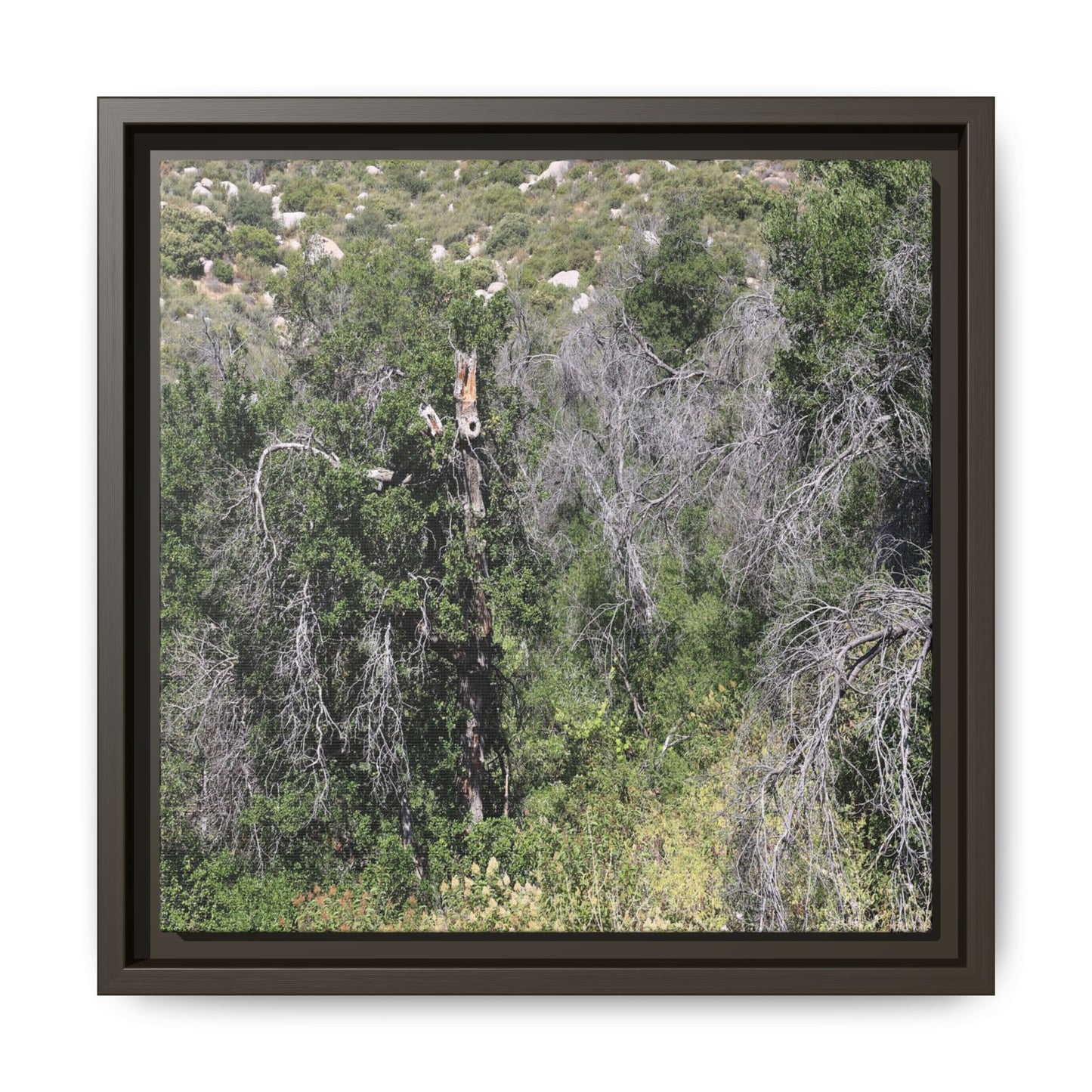 Forest Decline - Unique Stretched Canvas Wall Art