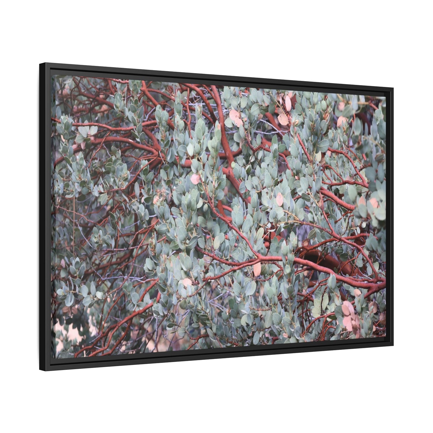 Whispers of Sage - Unique Stretched Canvas Wall Art - Art By Earth