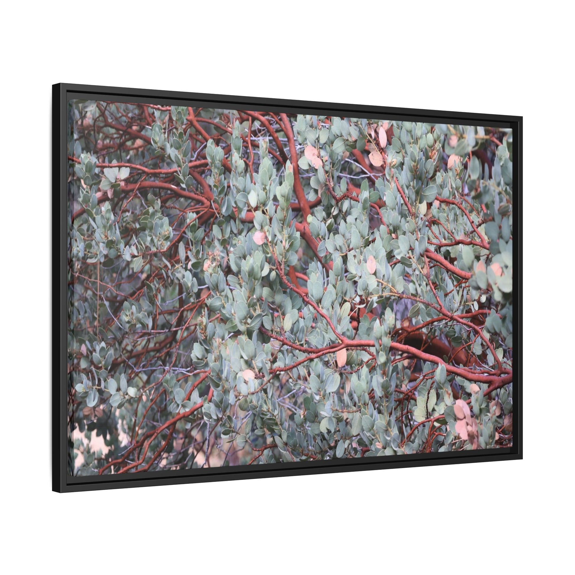 Whispers of Sage - Unique Stretched Canvas Wall Art - Art By Earth