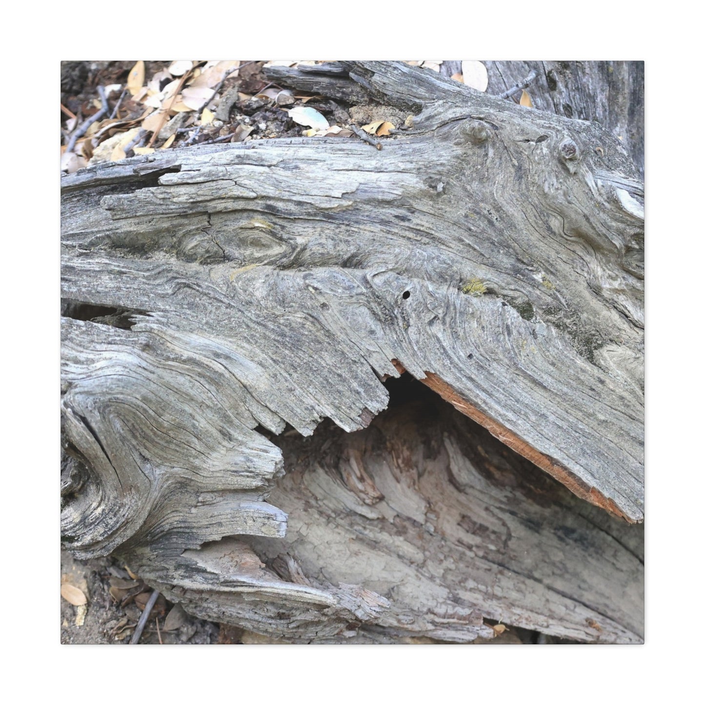 Whispers of Ancient Wood - Unique Frameless Canvas Wall Art - Art By Earth