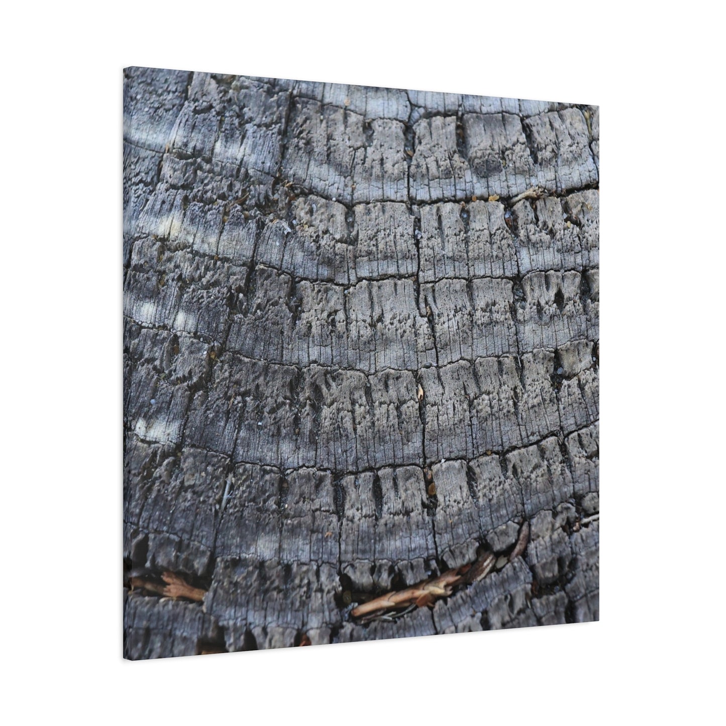 Whispers of Age - Unique Frameless Canvas Wall Art - Art By Earth