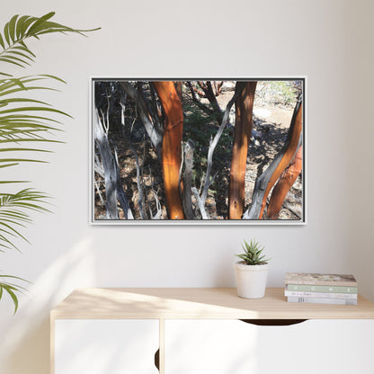 Eucalyptus Grove - Unique Stretched Canvas Wall Art