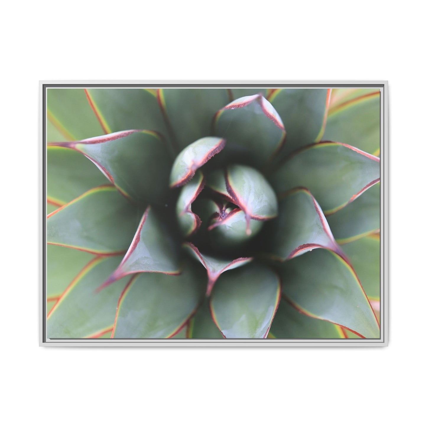 Spiky Elegance - Unique Stretched Canvas Wall Art - Art By Earth