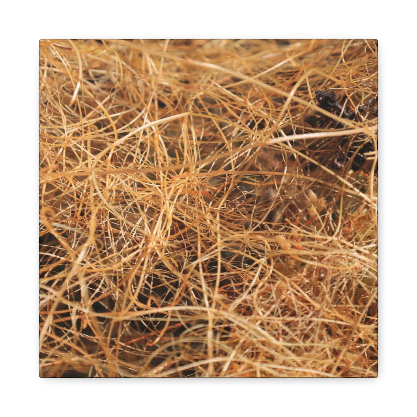 Dry Grass - Unique Frameless Canvas Wall Art - Art By Earth