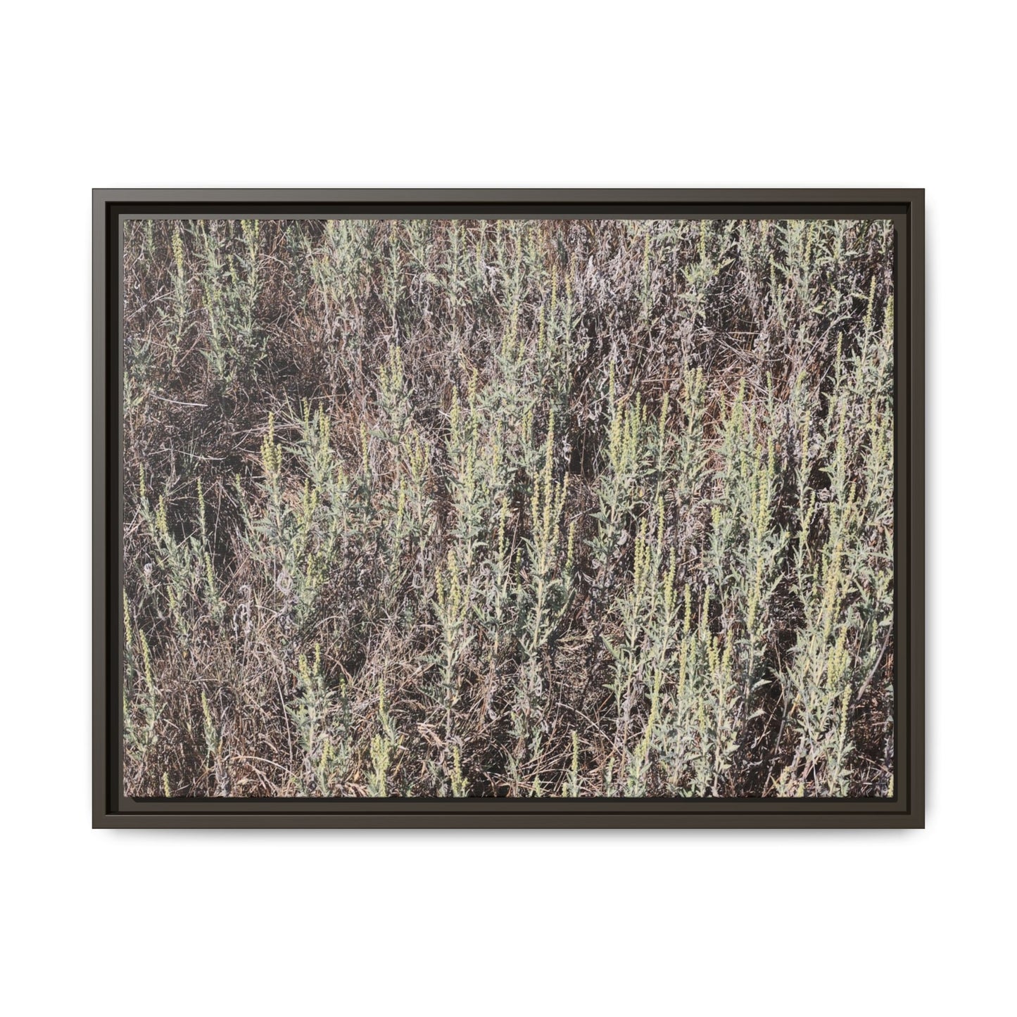 Sage Fields Forever - Unique Stretched Canvas Wall Art - Art By Earth