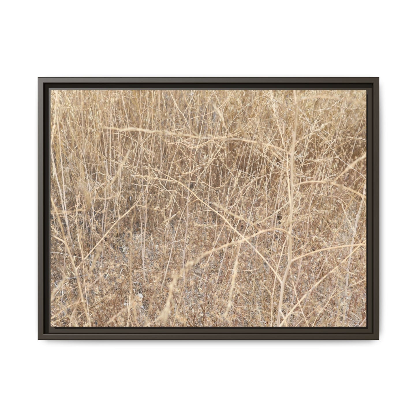 Golden Stalks - Unique Stretched Canvas Wall Art - Art By Earth