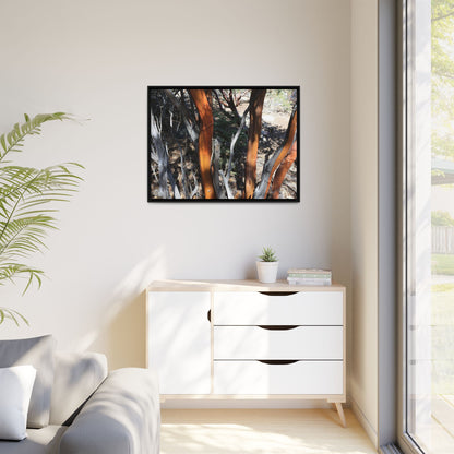 Eucalyptus Grove - Unique Stretched Canvas Wall Art