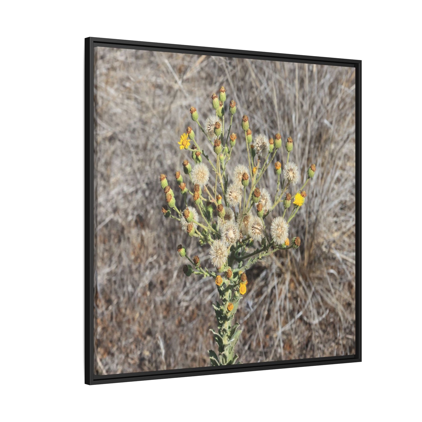 Whispers of the Dry Grass - Unique Stretched Canvas Wall Art - Art By Earth
