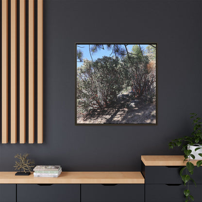 Desert Trail Through Blooming Manzanita - Unique Stretched Canvas Wall Art