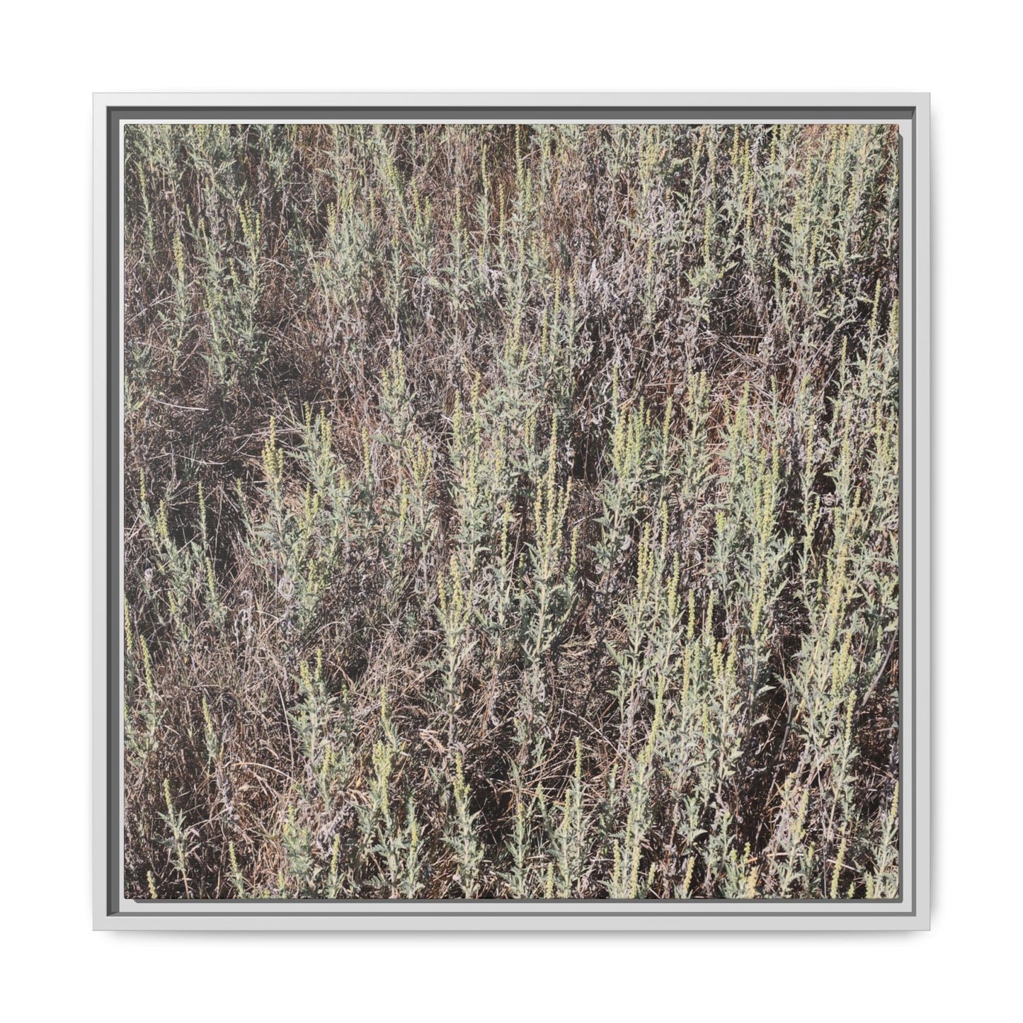 Sage Fields Forever - Unique Stretched Canvas Wall Art - Art By Earth