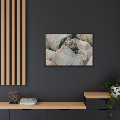 Desert Plant Thriving Among Rocks - Unique Stretched Canvas Wall Art