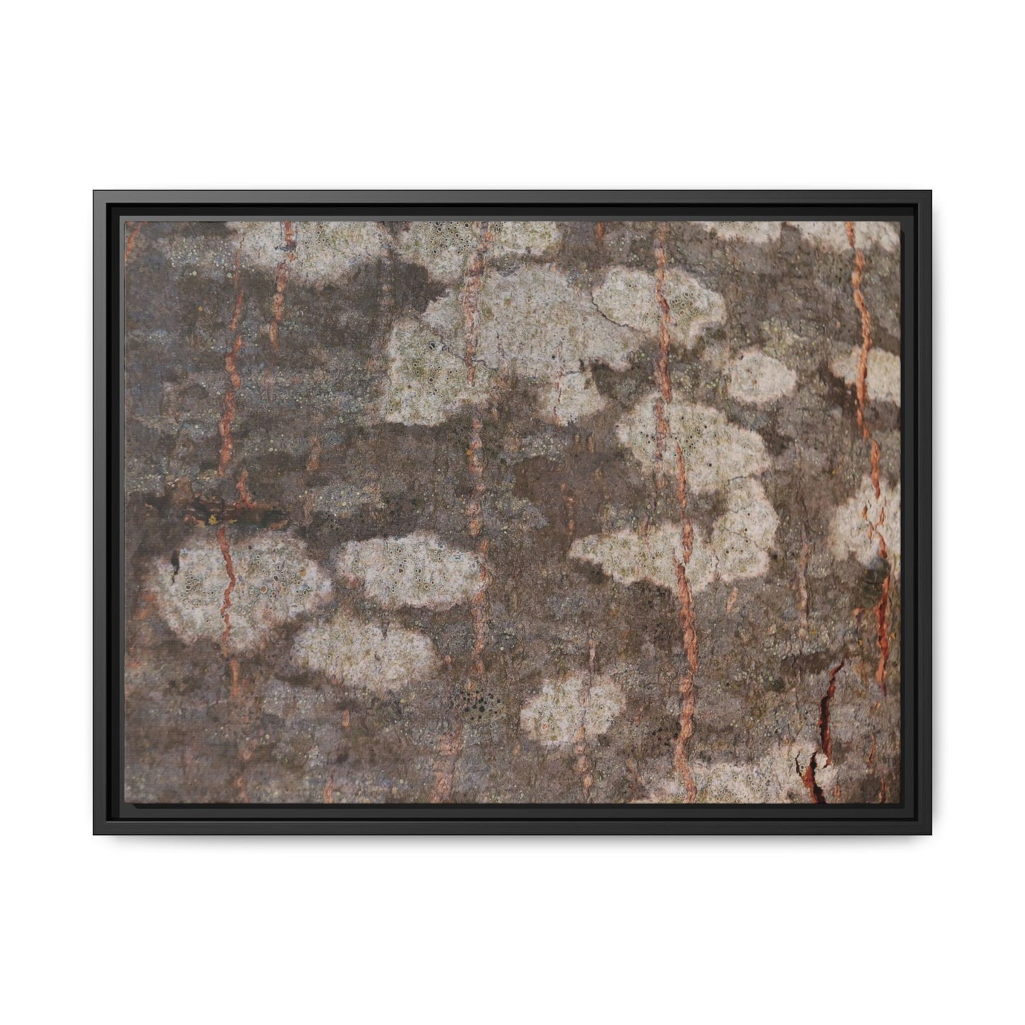 Lichen's Legacy - Unique Stretched Canvas Wall Art - Art By Earth