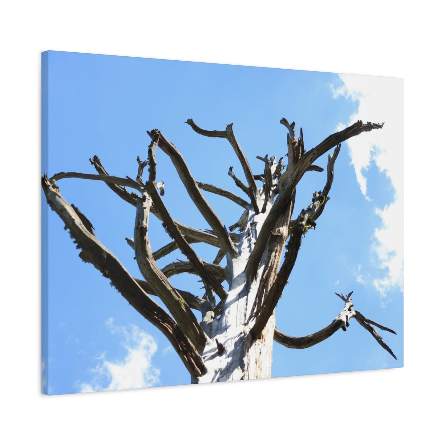 Skeletal Branches Reaching - Unique Frameless Canvas Wall Art - Art By Earth