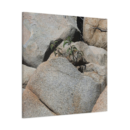 Desert Plant Survives - Unique Frameless Canvas Wall Art