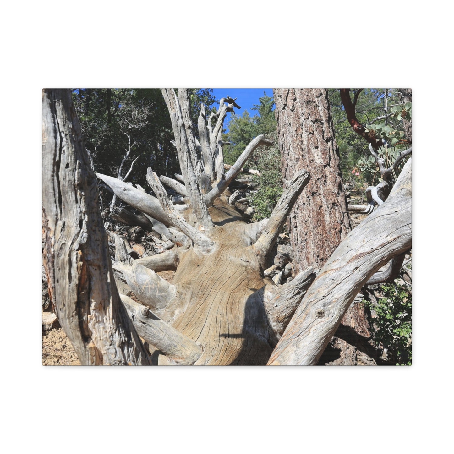Twisted Roots - Unique Frameless Canvas Wall Art