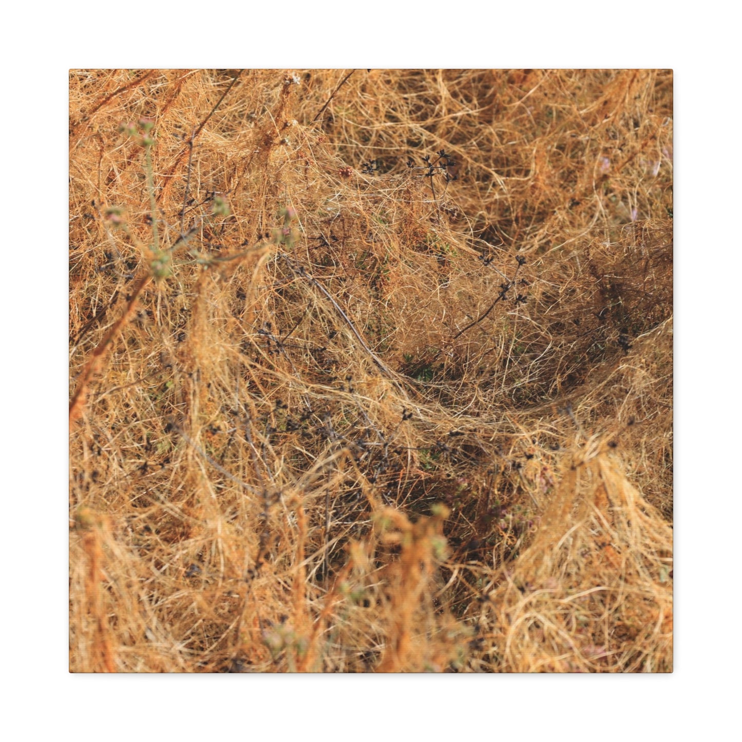 Dried Grasses - Unique Frameless Canvas Wall Art - Art By Earth
