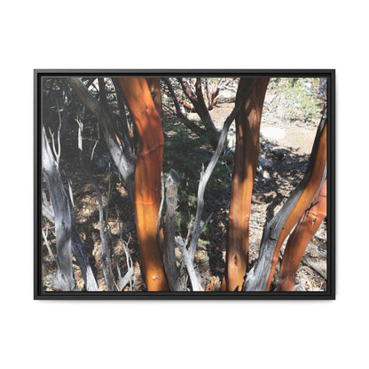Eucalyptus Grove - Unique Stretched Canvas Wall Art