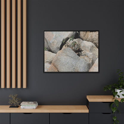 Desert Plant Thriving Among Rocks - Unique Stretched Canvas Wall Art