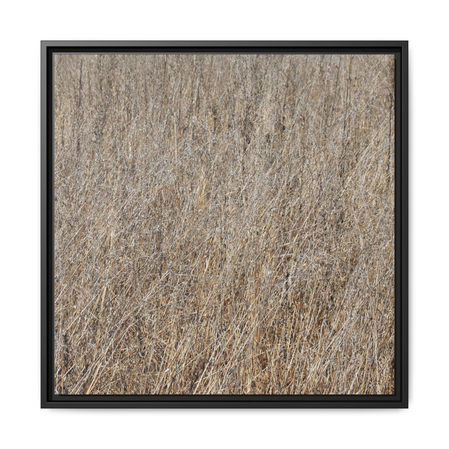 Whispers of Straw - Unique Stretched Canvas Wall Art - Art By Earth