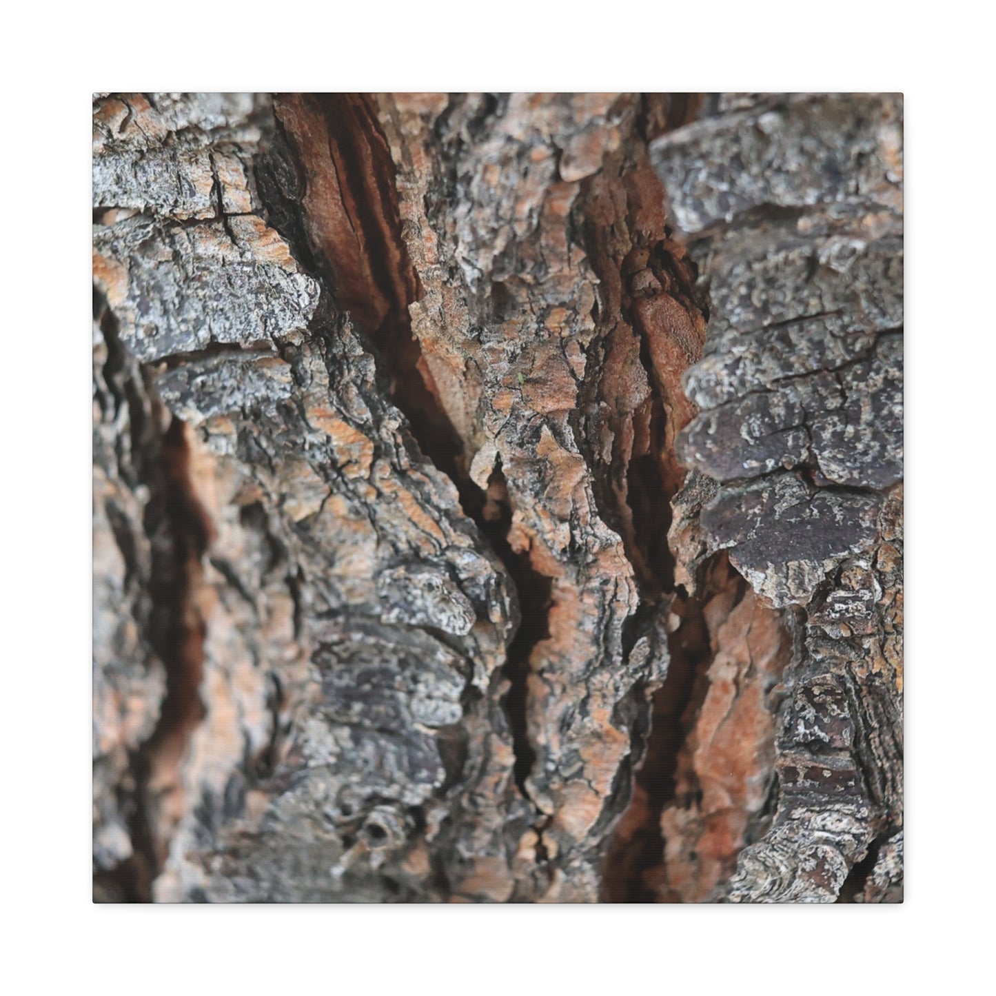 Rough Whispers - Unique Frameless Canvas Wall Art - Art By Earth