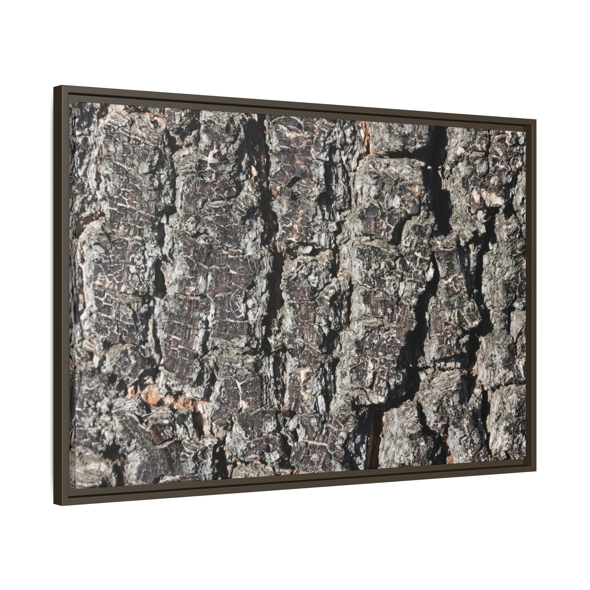 Bark Study in Gray - Unique Stretched Canvas Wall Art - Art By Earth