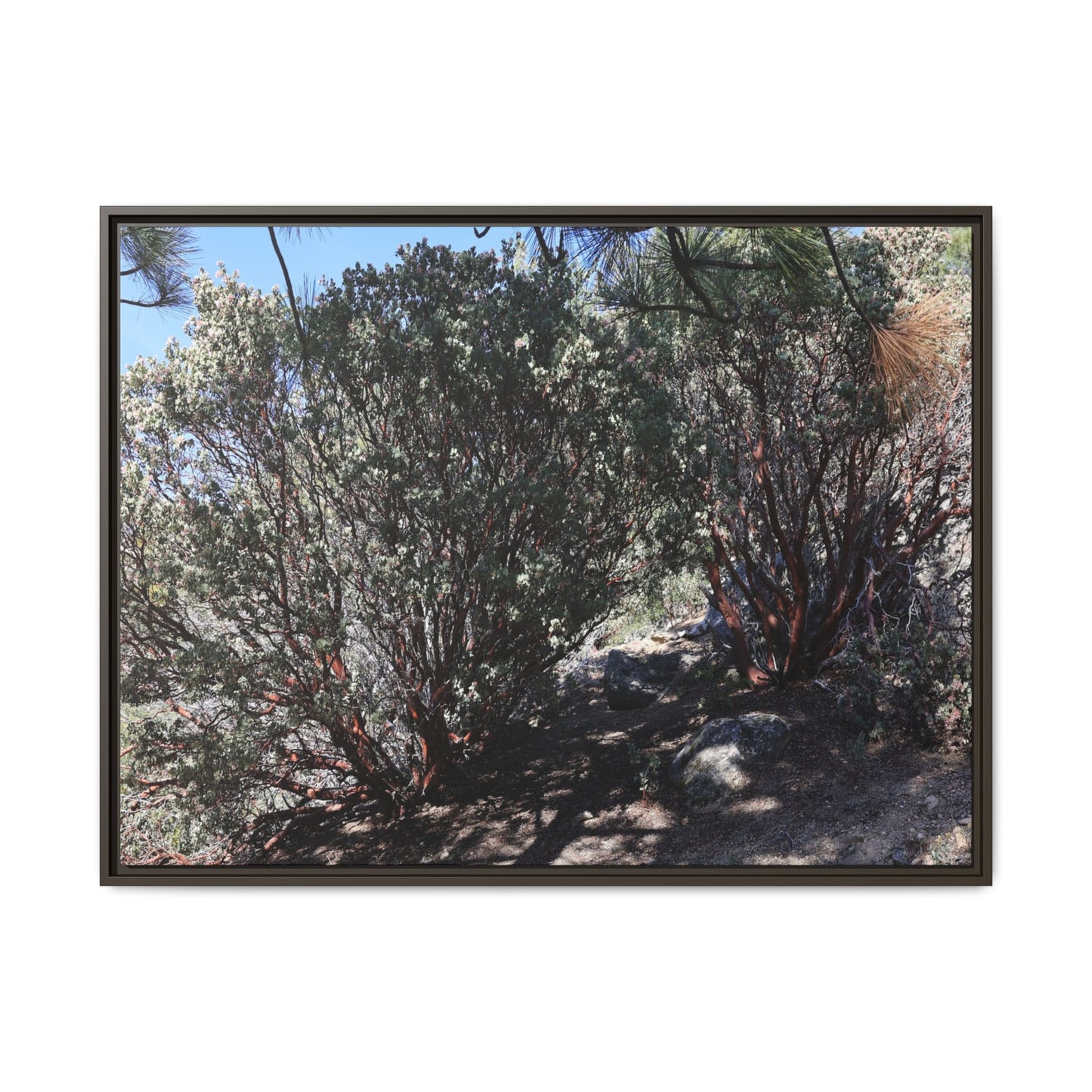 Desert Trail Through Blooming Manzanita - Unique Stretched Canvas Wall Art