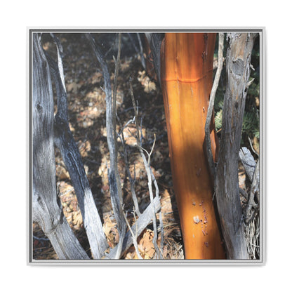Burnt Trees and Golden Trunk - Unique Stretched Canvas Wall Art