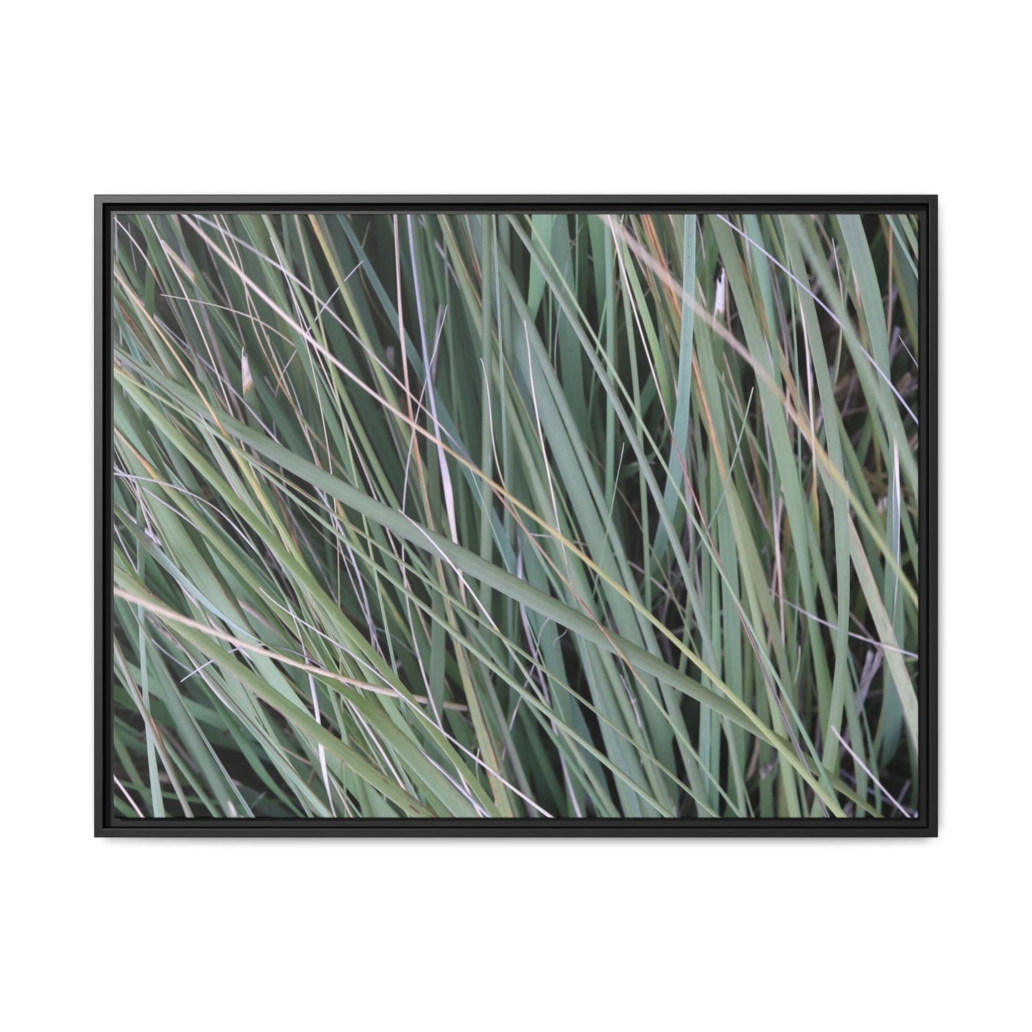 Grassland Symphony - Unique Stretched Canvas Wall Art - Art By Earth