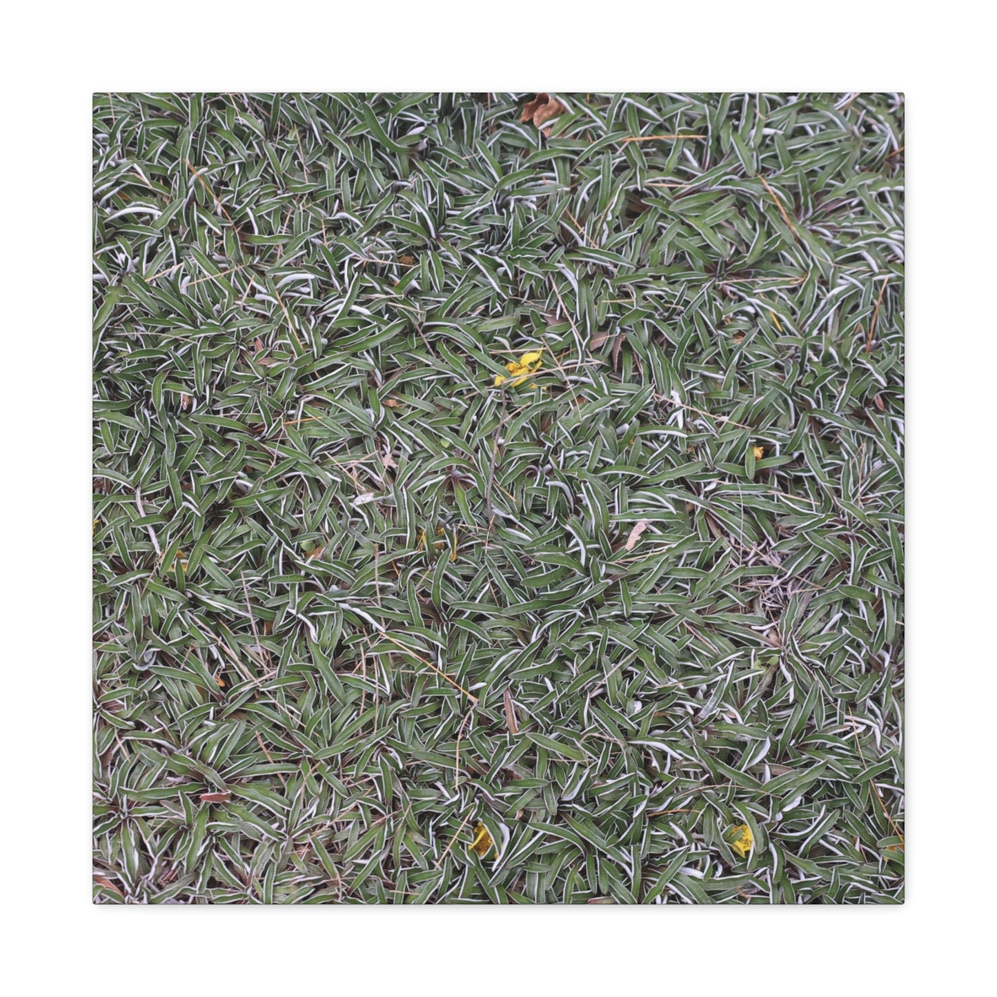 Tangled Memories - Unique Frameless Canvas Wall Art - Art By Earth