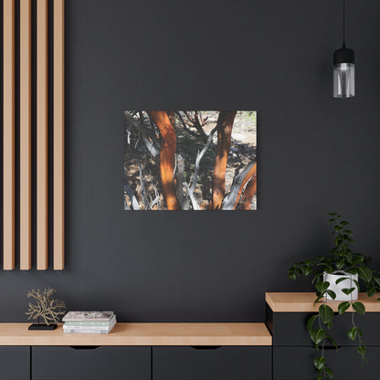 Peeling Bark of Ancient Trees - Unique Frameless Canvas Wall Art