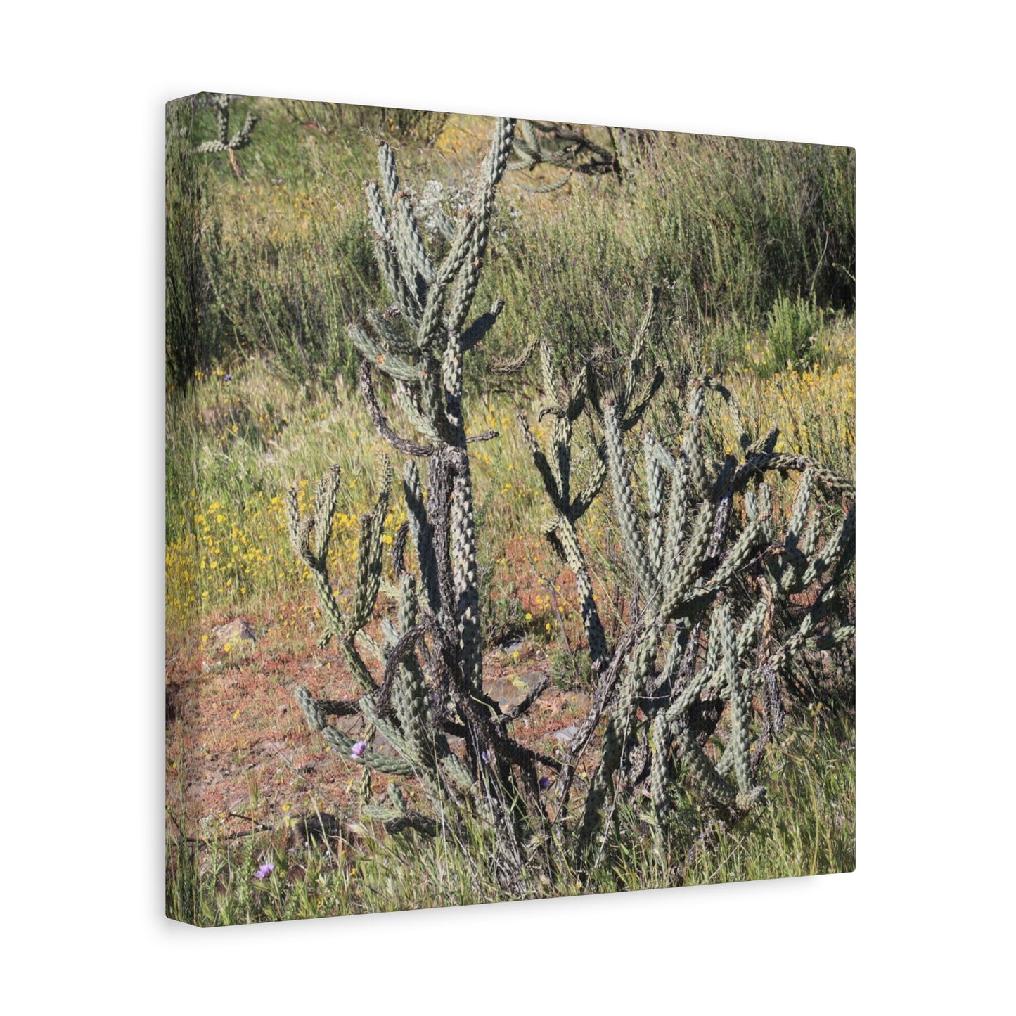 Desert Bloom in Shadow - Unique Frameless Canvas Wall Art - Art By Earth