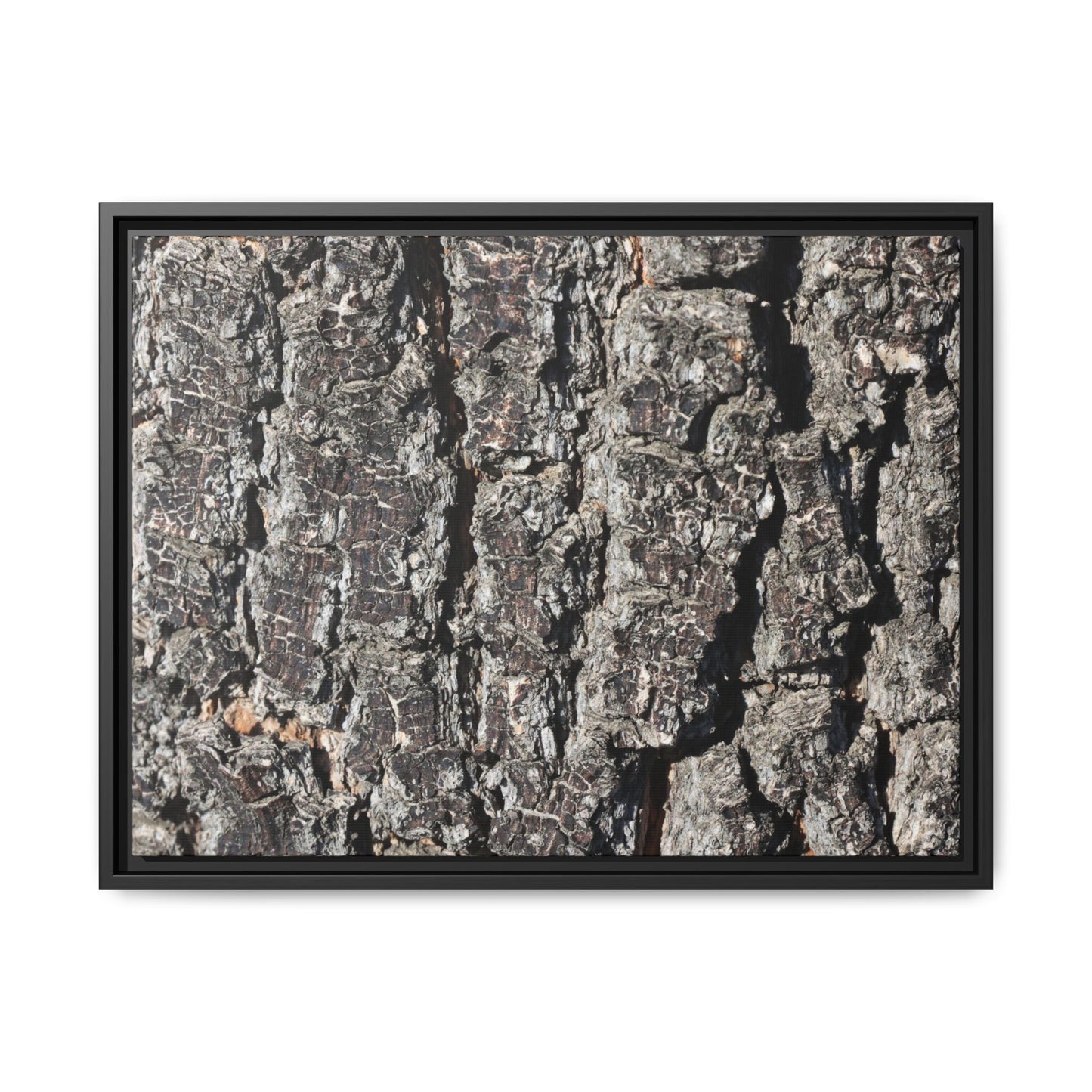 Bark Study in Gray - Unique Stretched Canvas Wall Art - Art By Earth
