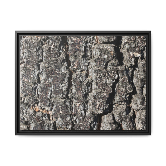 Bark Study in Gray - Unique Stretched Canvas Wall Art - Art By Earth
