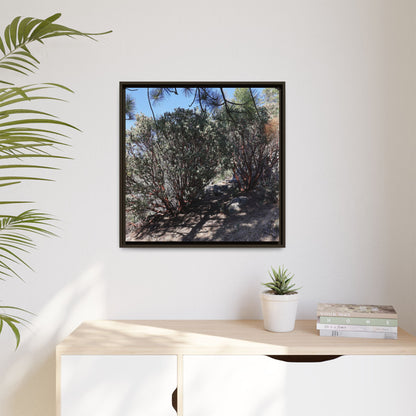 Desert Trail Through Blooming Manzanita - Unique Stretched Canvas Wall Art