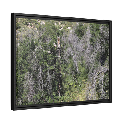 Forest Decline - Unique Stretched Canvas Wall Art