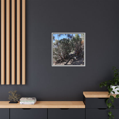 Desert Trail Through Blooming Manzanita - Unique Stretched Canvas Wall Art