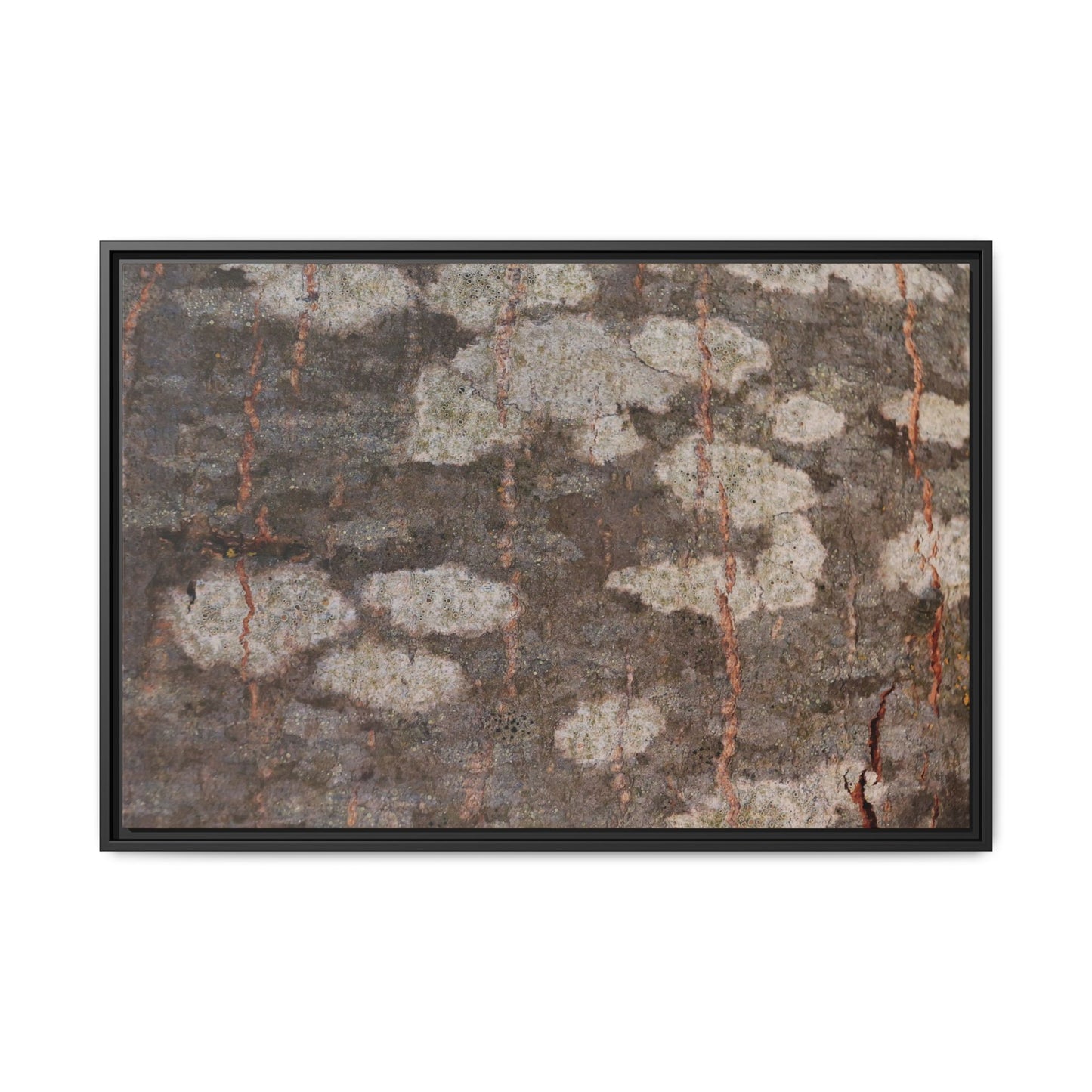 Lichen's Legacy - Unique Stretched Canvas Wall Art - Art By Earth