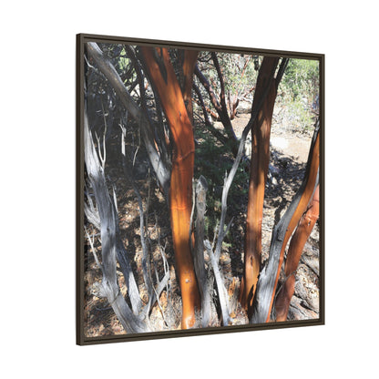 Eucalyptus Grove - Unique Stretched Canvas Wall Art