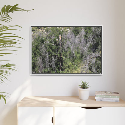 Forest Decline - Unique Stretched Canvas Wall Art
