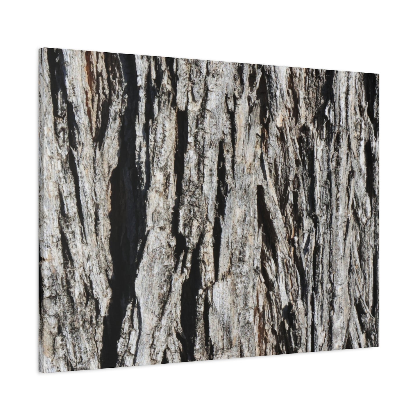 Bark Layers in Monochrome - Unique Frameless Canvas Wall Art - Art By Earth