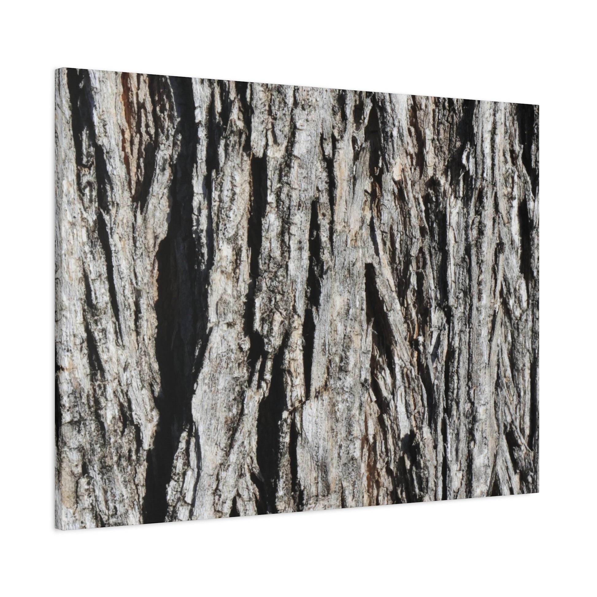 Bark Layers in Monochrome - Unique Frameless Canvas Wall Art - Art By Earth