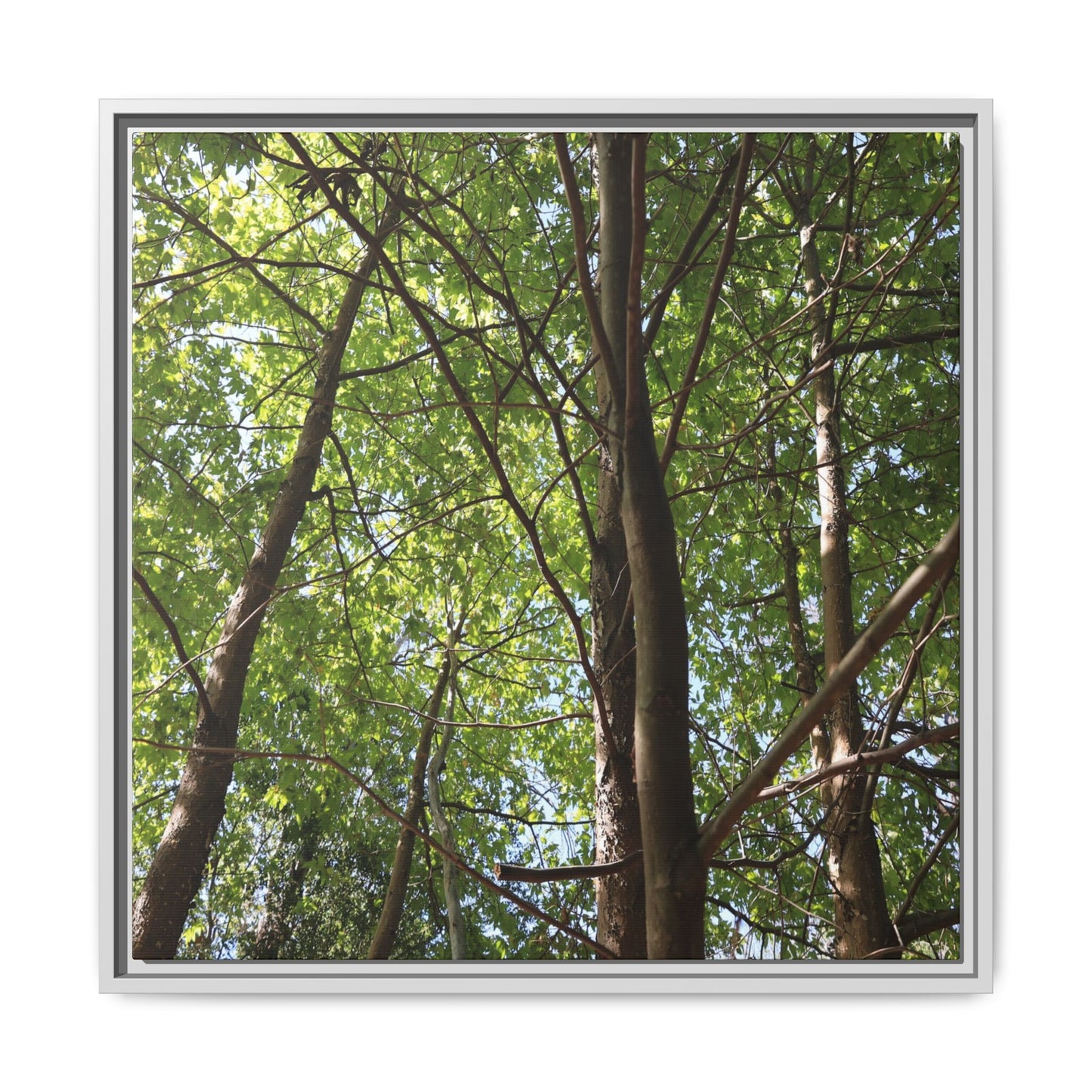 Forest Branches - Unique Stretched Canvas Wall Art