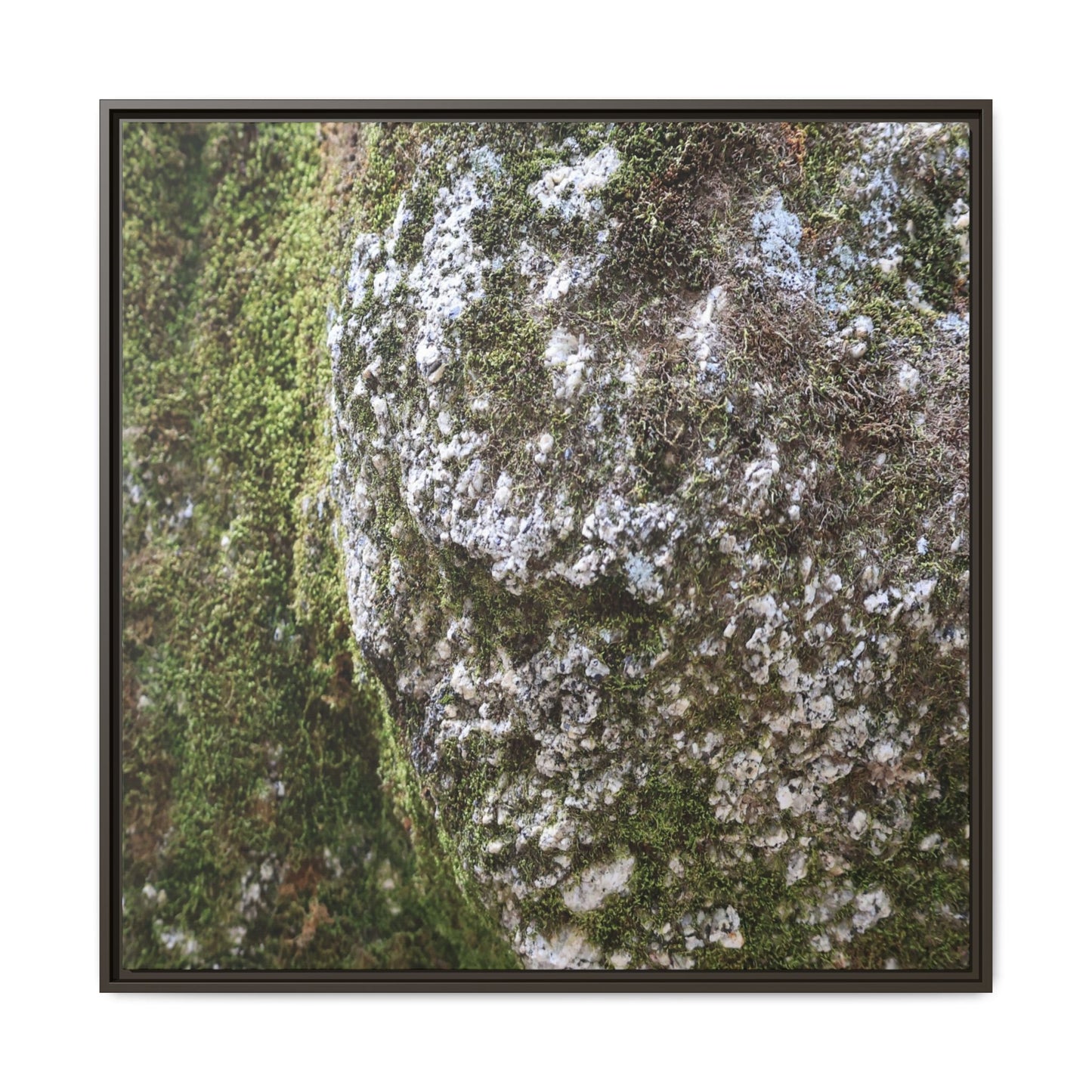 Lichen Landscape - Unique Stretched Canvas Wall Art - Art By Earth
