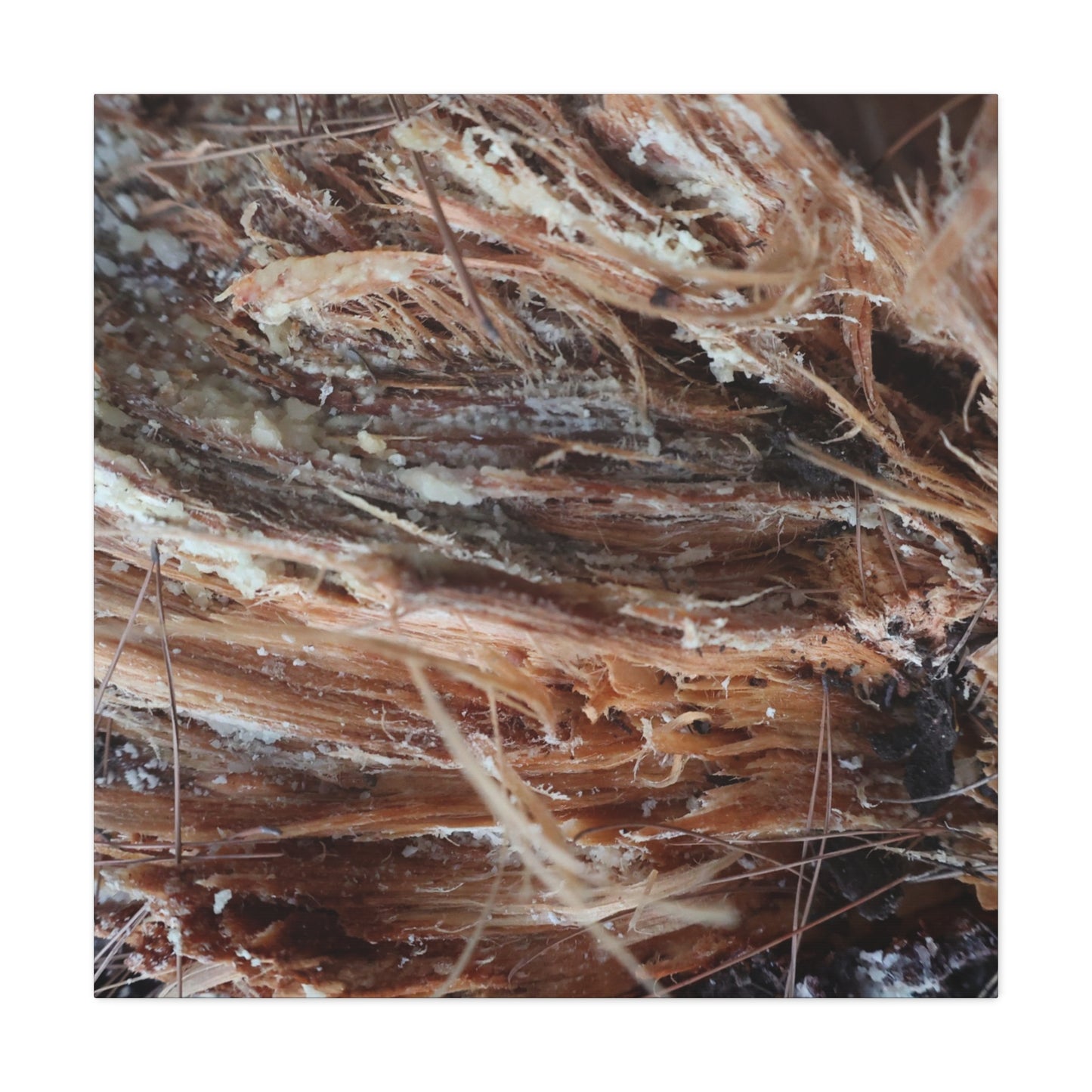 Decaying Whispers - Unique Frameless Canvas Wall Art - Art By Earth