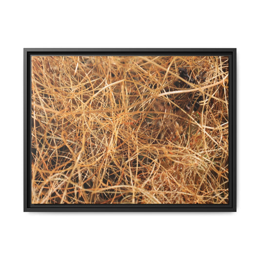 Dried Grass - Unique Stretched Canvas Wall Art - Art By Earth