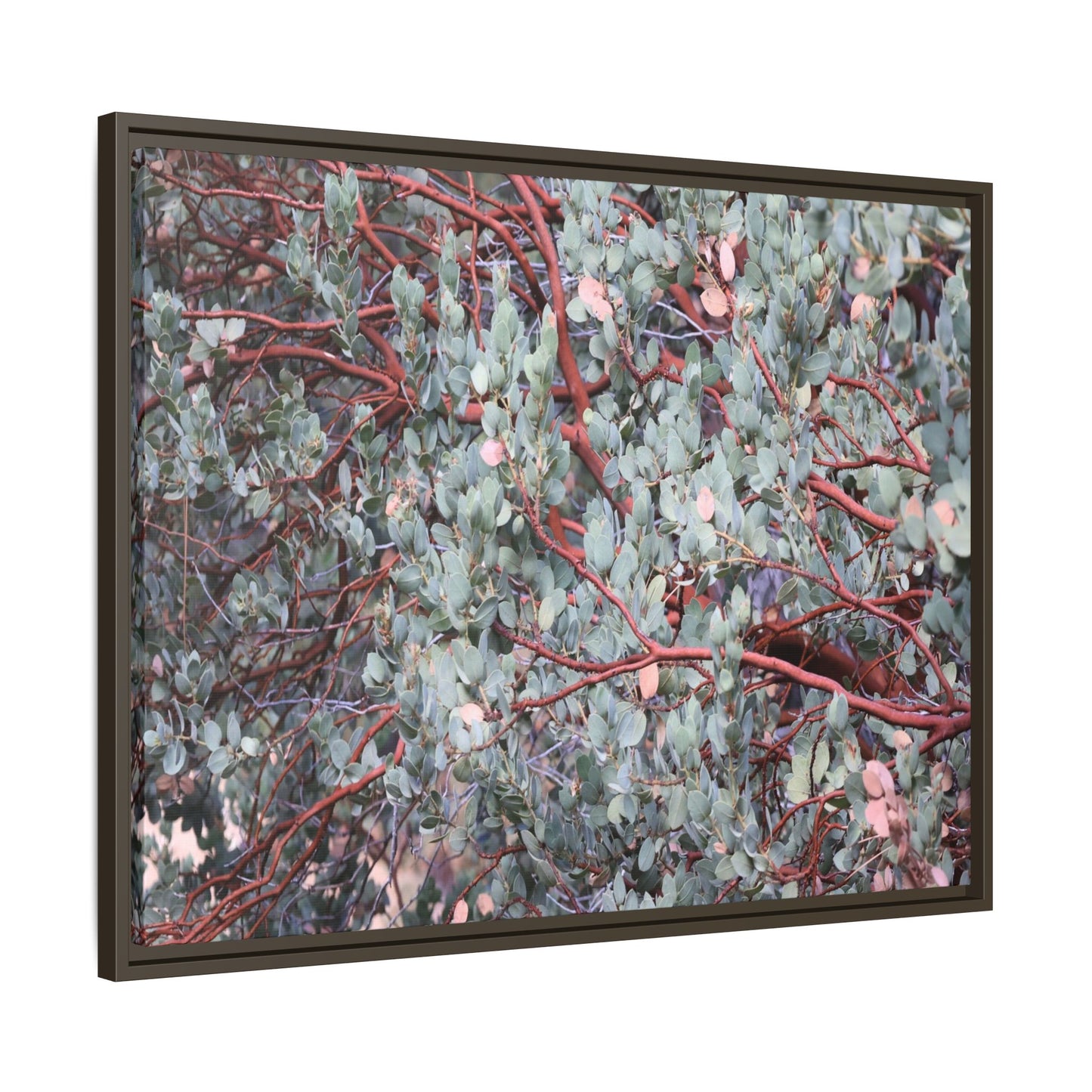 Whispers of Sage - Unique Stretched Canvas Wall Art - Art By Earth