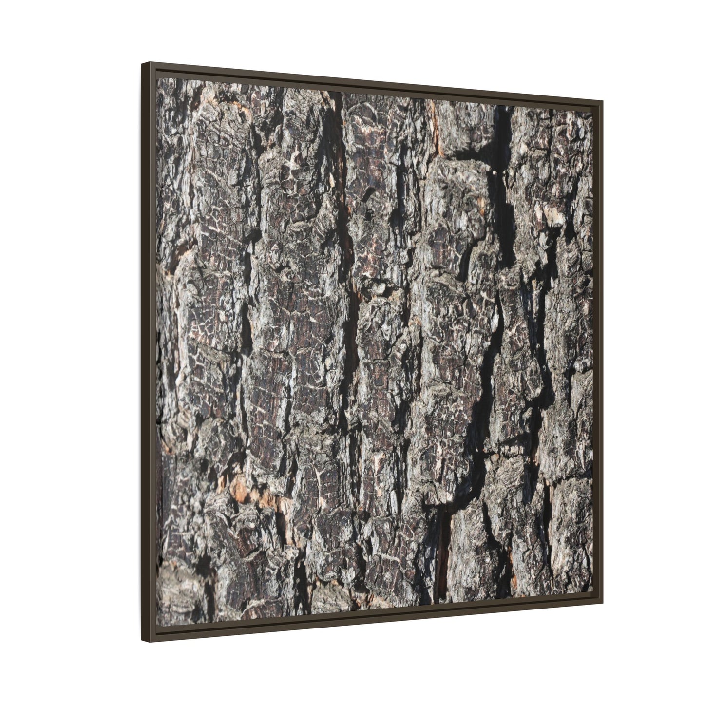 Bark Study in Gray - Unique Stretched Canvas Wall Art - Art By Earth