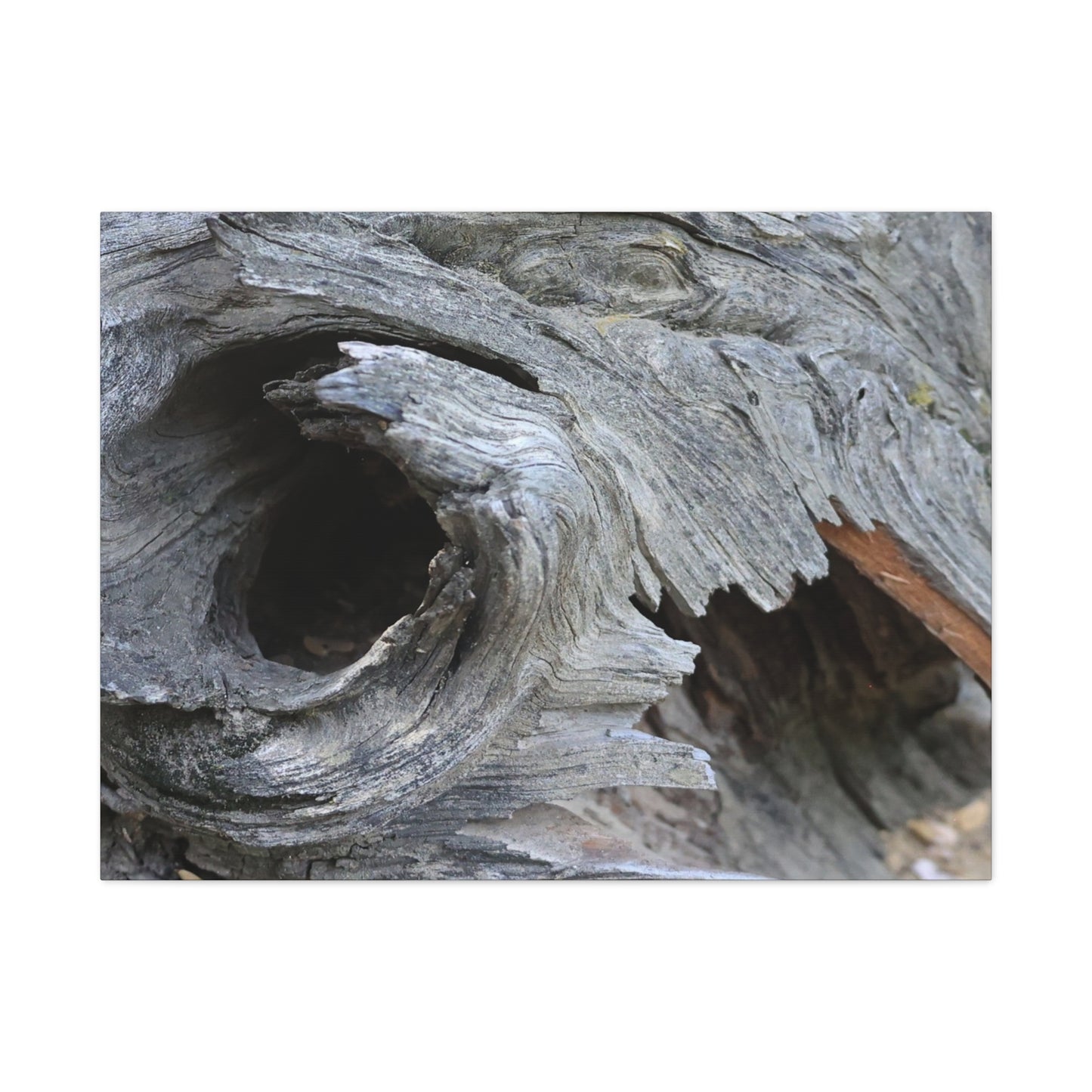 Twisted Whispers of the Forest Floor - Unique Frameless Canvas Wall Art - Art By Earth