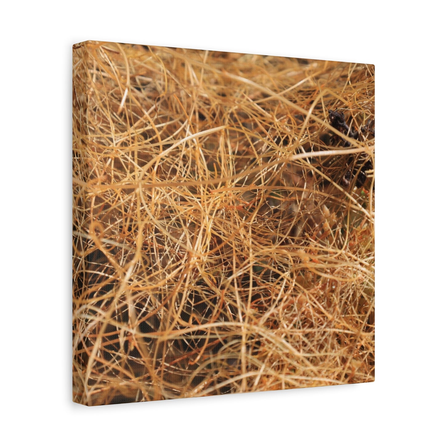 Dry Grass - Unique Frameless Canvas Wall Art - Art By Earth